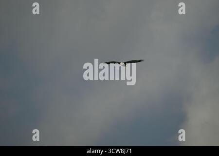 A Bald Eagle (Haliaeetus leucocephalus) in flight against a dark cloudy sky in Michigan, USA. Stock Photo