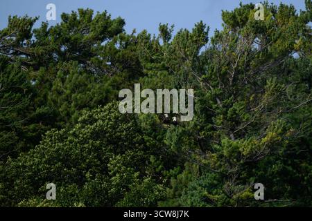 Two Bald Eaglse (Haliaeetus leucocephalus) perched in a pine trree on the shore of Grand Traverse Bay in Michigan, USA. Stock Photo