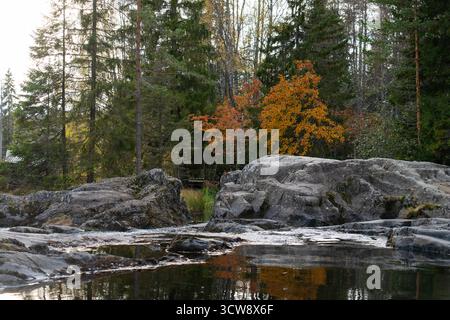 A calm pool of water in a rocky riverbed reflects the beautiful orange leaves of an autumn tree on its bank in a northern forestV Stock Photo
