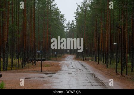 A long, empty, wet dirt road curves through a dense forest of tall, straight pine trees on an overcast day Stock Photo