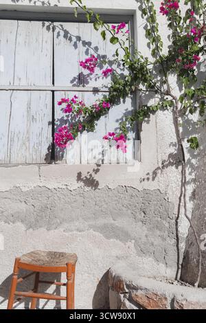 Bougainvillea Vine Against Traditional Cycladic Window with Pastel Blue Shutters. Santorini Island, Greece 04 October 2025 Stock Photo
