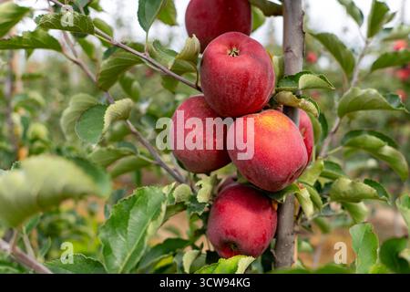Detailed close-up of ripe red apples hanging on tree branches in an apple orchard, ready for harvest. Stock Photo
