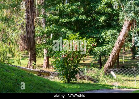Shot of the different types of trees in the arboretum Stock Photo
