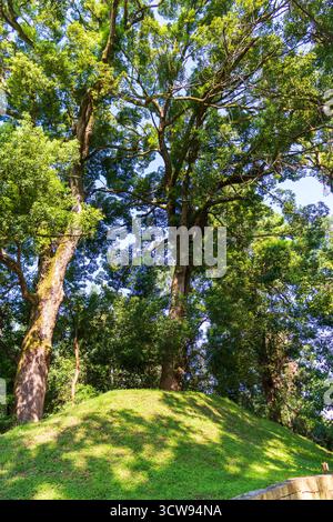 Shot of the different types of trees in the arboretum Stock Photo