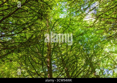 Shot of the different types of trees in the arboretum Stock Photo