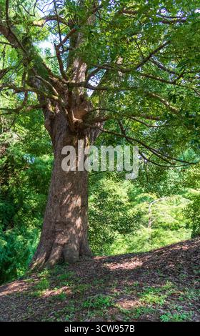 Shot of the different types of trees in the arboretum Stock Photo