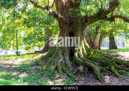 Shot of the different types of trees in the arboretum Stock Photo