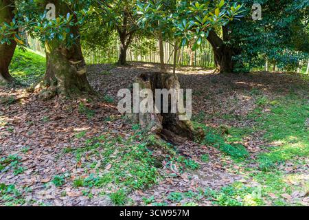 Shot of the different types of trees in the arboretum Stock Photo