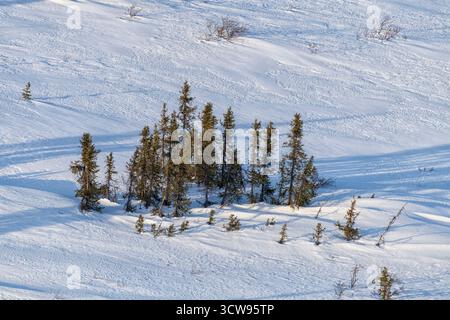 North America; United States; Alaska; Alaska Range Mountains; Denali National Park; Winter Taiga and Tundra Stock Photo