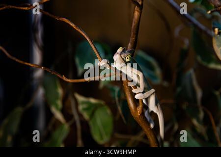 Exotic reptile chameleon sitting among tropical leaves Stock Photo