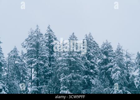 Tall pine trees are blanketed in thick snow, creating a serene winter scene. The sky is overcast, adding to the calm atmosphere of this snowy forest. Stock Photo