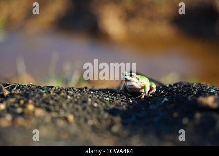 Small Green Frog Resting on Soil Stock Photo