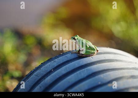 Small Green Tree Frog Perched on Dark Corrugated Pipe Stock Photo