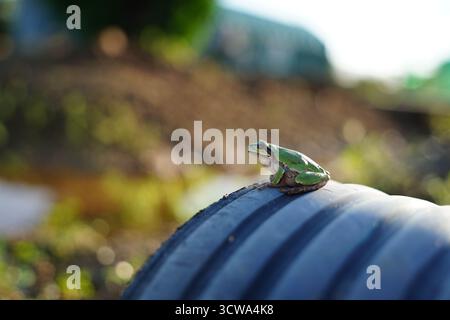 Small Green Tree Frog Perched on Dark Corrugated Pipe Stock Photo