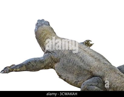 komodo dragon isolated on white background Stock Photo - Alamy