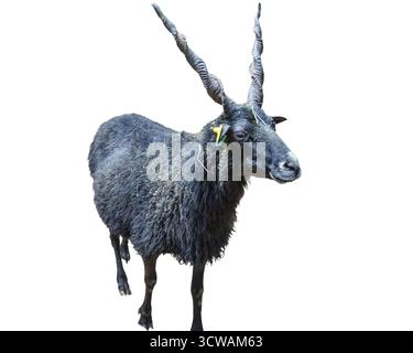 Black Racka sheep isolated on white. (Ovis aries aries racka) Stock Photo