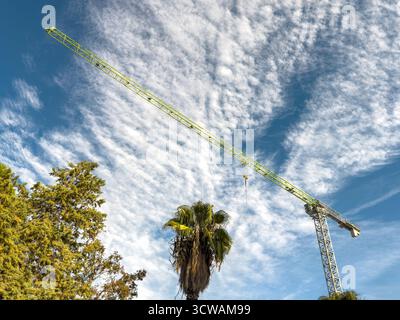 Tower crane rising above palm trees under blue cloudy sky Stock Photo