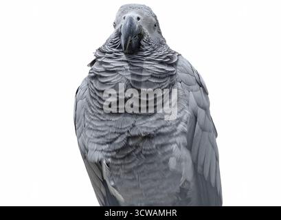African grey parrot (Jako) isolated on white Stock Photo
