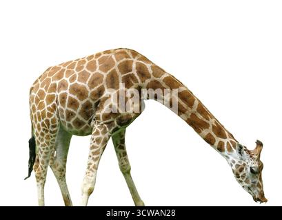 Giraffe isolated on white background Stock Photo