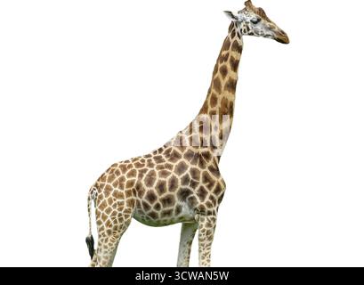 Giraffe isolated on white background Stock Photo