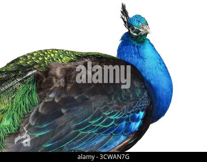 Peacock isolated on white background. Colored peacock Stock Photo