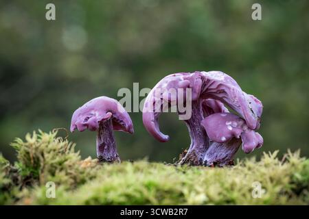 Amethyst Deceiver; Laccaria amethystina; UK Stock Photo