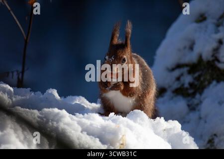 A Red Squirrel eating a nut on a snowy winters day. Stock Photo