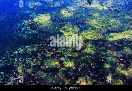 Pond water showing an abstract blend of deep blue and bright green algae on the surface, interspersed with dark, fallen leaves, creating a detailed an Stock Photo