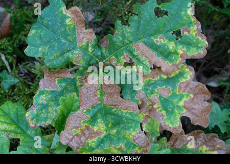 Oak: Quercus  robur. Leaves starting to turn brown in autumn, Cornwall, UK Stock Photo