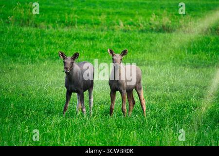Two moose standing peacefully on a green meadow, bathed in soft sunlight, surrounded by nature. Stock Photo