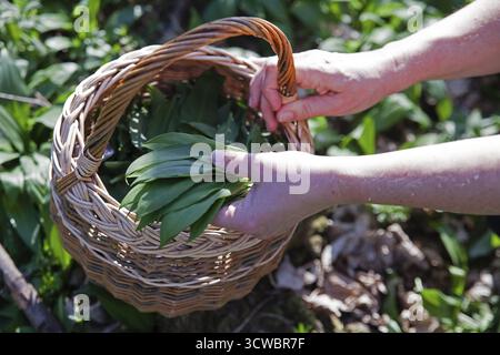 Two hands collecting fresh wild garlic in a basket, forest atmosphere, Lower Austria Austria Stock Photo