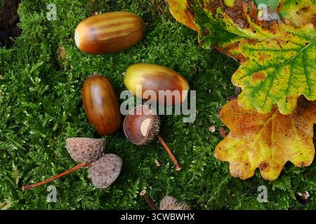 Oak acorns in autumn. Stock Photo