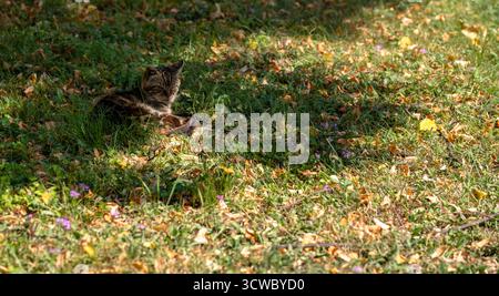 Zagreb, Croatia - August 23, 2024: Striped cat resting peacefully in the shade on a grassy patch with fallen leaves and small purple flowers around. Stock Photo