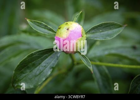 Bud, common peony (Paeonia officinalis), also known as true peony, farmer's peony, garden peony, raindrop, Norway Stock Photo