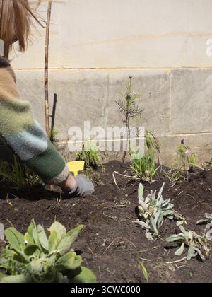 Woman working in urban garden, planting seedlings and taking care of plants Stock Photo