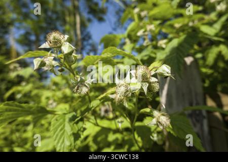 Raspberry (Rubus idaeus) - flowering shrub Stock Photo