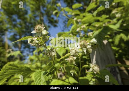 Raspberry (Rubus idaeus) - flowering shrub Stock Photo