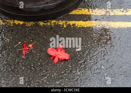 A flower on a road next to double yellow lines on a rainy day in autumn, UK. Stock Photo