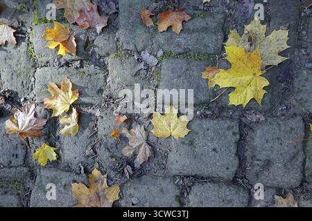 Autumn leaves of a maple on cobblestones Stock Photo