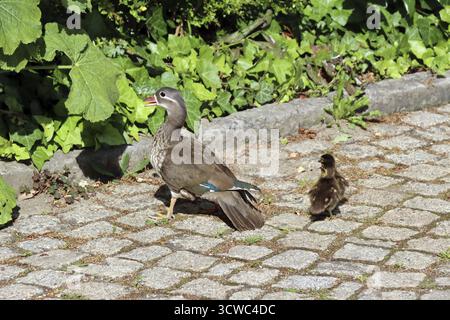 Female mandarin duck (Aix galericulata) with chicks, Berlin, Germany Stock Photo