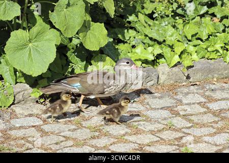 Female mandarin duck (Aix galericulata) with chicks, Berlin, Germany Stock Photo