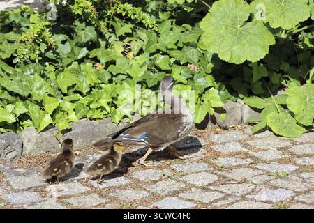 Female mandarin duck (Aix galericulata) with chicks, Berlin, Germany Stock Photo