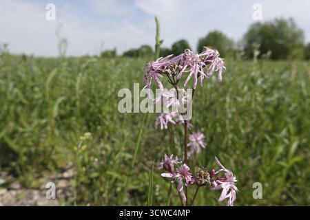 Cuckoo flower (Silene flos-cuculi, syn. Lychnis flos-cuculi) Stock Photo