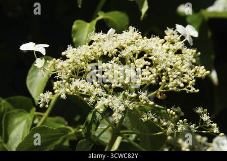 Climbing hydrangea (Hydrangea petiolaris), climbing hydrangea - inflorescence Stock Photo