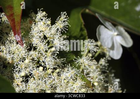 Climbing hydrangea (Hydrangea petiolaris), climbing hydrangea - inflorescence Stock Photo