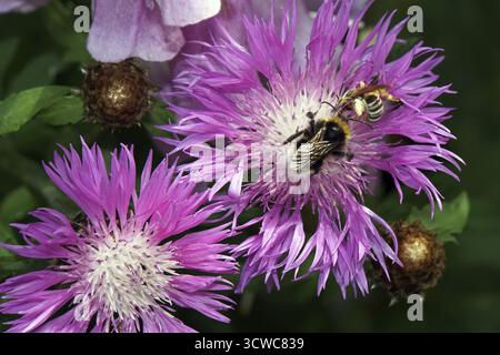 Bumblebee on a Psephellus dealbatus (Centaurea dealbata) Stock Photo