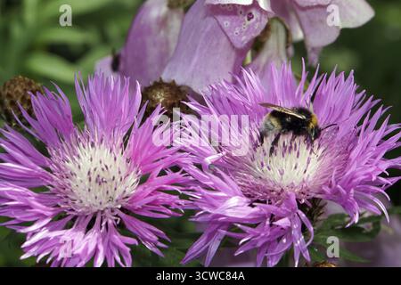 Bumblebee on a Psephellus dealbatus (Centaurea dealbata) Stock Photo
