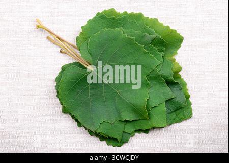Fresh grape leaves, from above, on linen. Stacked green leaves of the common grape vine. Stock Photo
