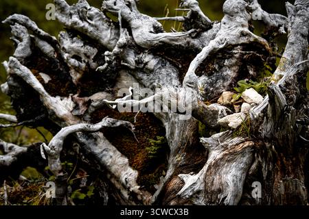 Weathered Tree Root In Alpine Landscape: Old Fallen Trunk And Twisted Wood Surrounded By Green Vegetation And Mountain Plants. High quality photo Stock Photo