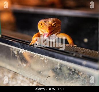 A bright orange leopard gecko laughs and sticks out its tongue. The eublifar lizard makes a face. Stock Photo